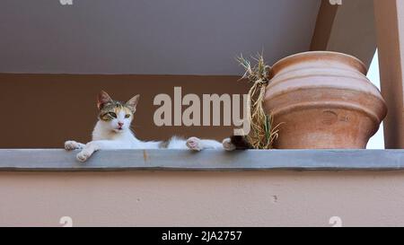 Chat couché (cattus), vase en céramique, parapet de balcon, Chora, ville d'Andros, Andros Island, Cyclades, Grèce Banque D'Images