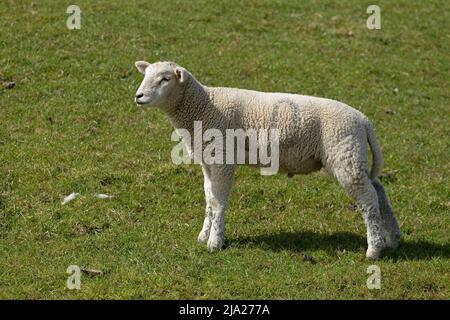 Agneau sur digue, Westerhever, péninsule d'Eiderstedt, Schleswig-Holstein, Allemagne Banque D'Images