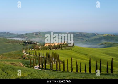 Vignoble typique, Agriturismo Baccoleno avec cyprès (Cupressus), Crete Senesi, province de Sienne, Toscane, Italie Banque D'Images