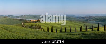 Vignoble typique, Agriturismo Baccoleno avec cyprès (Cupressus), Crete Senesi, province de Sienne, Toscane, Italie Banque D'Images