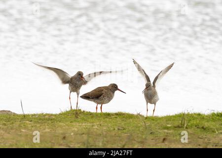 Redshank (Tringa totanus) pendant la cour, deux mâles, une femelle, Texel, North Holland, Pays-Bas Banque D'Images