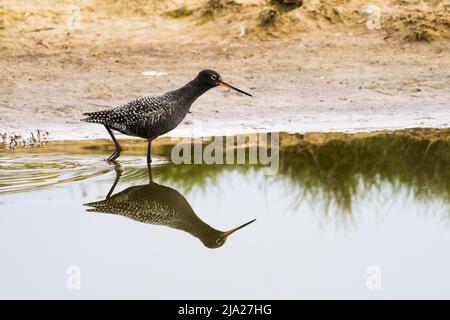 Retshank tacheté (Tringa erythropus) marchant dans l'eau, Texel, pays-Bas Banque D'Images