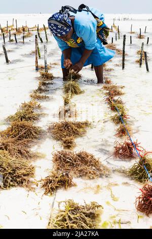 Femme récoltant des algues rouges (Rhodophyta) plantation, centre d'algues, coopérative de femmes, culture d'algues et production de savon, Paje, côte est Banque D'Images