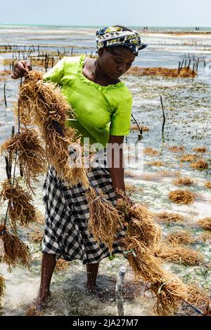 Algues rouges (Rhodophyta), ferme en eau peu profonde, femme récoltant des algues rouges, Jambiani, côte est, Unguja, Zanzibar, Tanzanie Banque D'Images