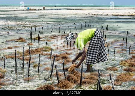 Algues rouges (Rhodophyta), ferme en eau peu profonde, femme récoltant des algues rouges, Jambiani, côte est, Unguja, Zanzibar, Tanzanie Banque D'Images