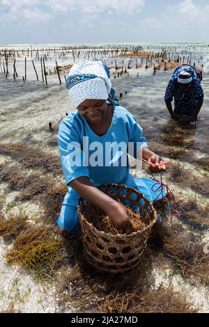 Les femmes récoltant des algues rouges (Rhodophyta) dans les eaux peu profondes, le centre des algues, les femmes coopératives, la culture des algues et la production de savon Banque D'Images