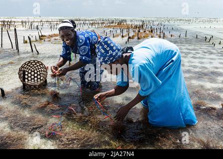 Les femmes récoltant des algues rouges (Rhodophyta) dans les eaux peu profondes, le centre des algues, les femmes coopératives, la culture des algues et la production de savon Banque D'Images