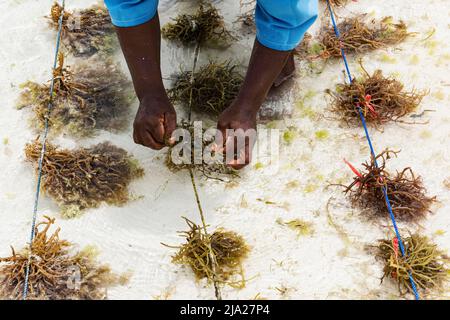 Mains liant les algues rouges (Rhodophyta) à la ficelle, plantation, centre d'algues, coopérative de femmes, culture d'algues et production de savon, Paje, est Banque D'Images