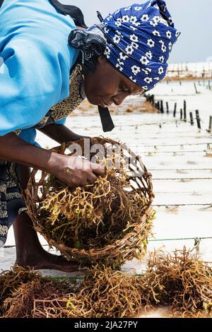 Femme récoltant des algues rouges (Rhodophyta) plantation, centre d'algues, coopérative de femmes, culture d'algues et production de savon, Paje, côte est Banque D'Images