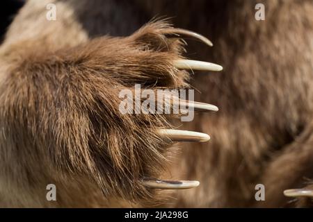 Brown Bear Paw Avec griffes acérées en vue Banque D'Images