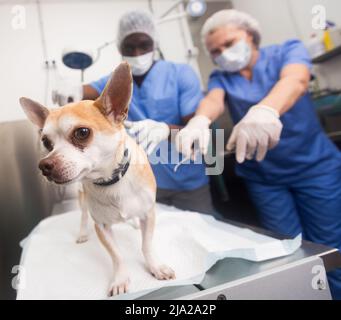 Médecin vétérinaire et assistant bandage chien chihuahua avec bandage après chirurgie Banque D'Images