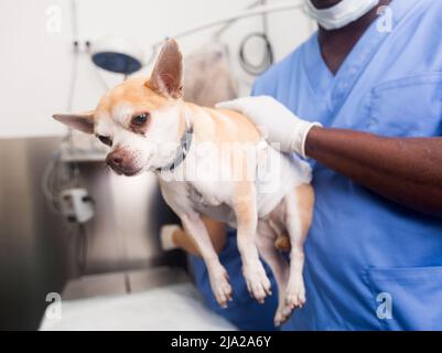 Portrait du vétérinaire afro-américain et assistant en clinique animale au travail Banque D'Images