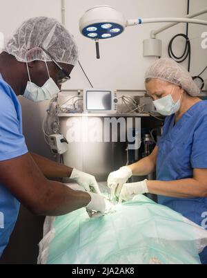 Vétérinaires pendant l'opération dans une clinique vétérinaire Banque D'Images