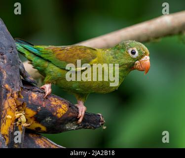 Parakeet à chiné orange (Brotogeris jugularis) perchée sur des plantains mûrs au Costa Rica Banque D'Images