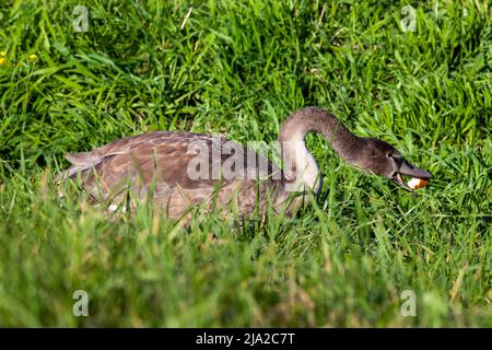 jeunes cygnes près de la rive de la rivière en été, beaux cygnes adultes avec plumage gris Banque D'Images