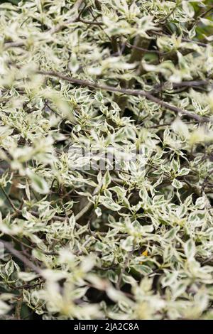 Gros plan de Cornus alternifolia 'argentea' au printemps. Banque D'Images