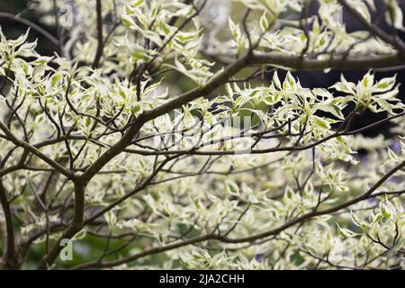 Gros plan de Cornus alternifolia 'argentea' au printemps. Banque D'Images