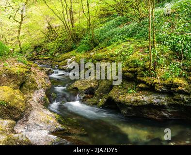 Gorge de Lydford, parc de Dartmoor, Okehampton, Devon, Angleterre Banque D'Images