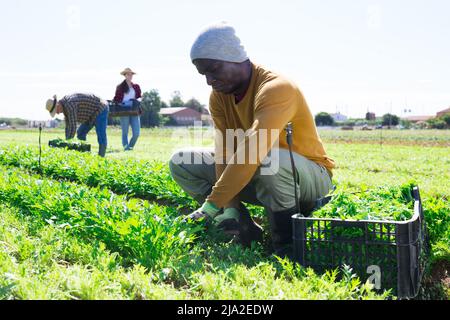 Travailleur afro-américain récoltant de la mizuna verte dans le jardin Banque D'Images