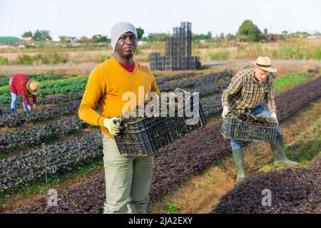 Travailleur agricole afro-américain cueillant la récolte de mizuna rouge Banque D'Images