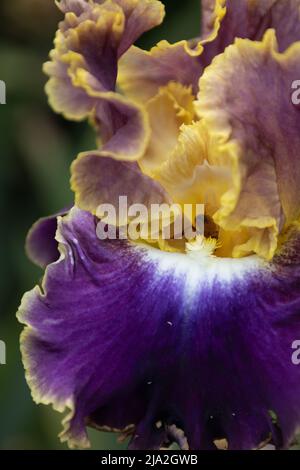 Gros plan d'un iris « idées de fantaisie » avec une abeille à l'intérieur. Banque D'Images