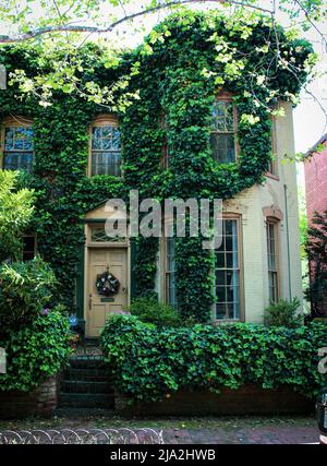 Maison de rangée historique couverte de vignes vertes dans le quartier de Georgetown, District de Columbia. Banque D'Images