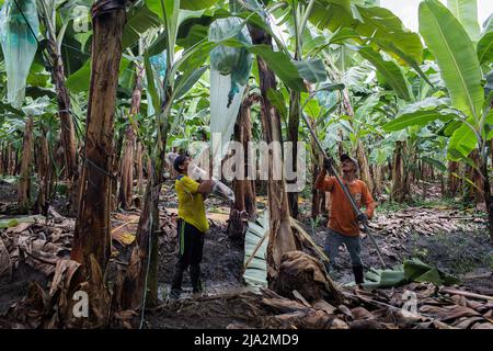 Les travailleurs se préparent à couper un bouquet de bananes de l'arbre sur les 270 hectares de plantation de bananes. Les travailleurs récoltent et traitent les bananes à la plantation 'Nueva Colonia' de Guayaquil. L'Équateur est le plus grand exportateur mondial de bananes. Banque D'Images