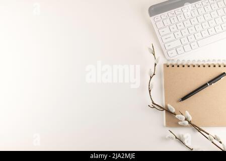 Bureau plat avec branche Salix carea avec fond blanc. Banque D'Images