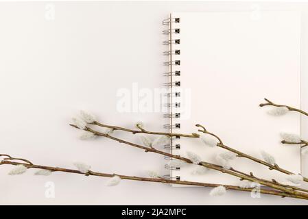 Branche de Salix caprea sur l'ordinateur portable, plat avec espace de copie et arrière-plan blanc. Banque D'Images