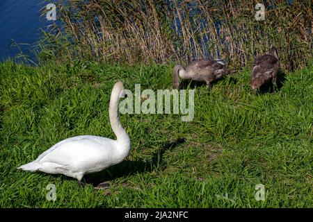 jeunes cygnes près de la rive de la rivière en été, beaux cygnes adultes avec plumage gris Banque D'Images