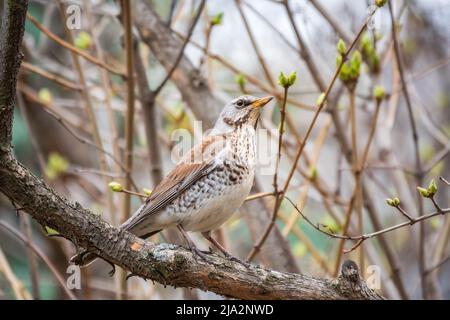 Fieldbird est assis sur une branche au printemps avec un arrière-plan flou. Champ, Turdus pilaris. Banque D'Images