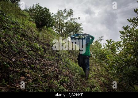 Salgar, Colombie. 16th avril 2018. Un ouvrier porte une boîte pleine d'avocats pendant la récolte à la ferme 'la Regada' à Salgar. La production d'avocats dans la région d'Antioquia en Colombie a connu une expansion rapide depuis le début de la culture de ce fruit en 2014. À partir de 1 500 tonnes la première année, ils ont exporté plus de 500 000 tonnes en 2020, devenant ainsi le plus grand producteur de ce fruit en 4th. (Photo par Eduardo Leal/SOPA Images/Sipa USA) crédit: SIPA USA/Alay Live News Banque D'Images