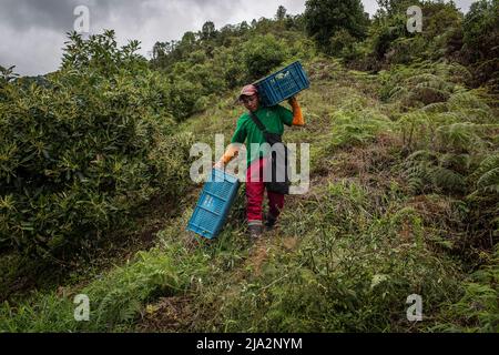 Salgar, Colombie. 16th avril 2018. Un ouvrier porte une boîte pleine d'avocats pendant la récolte à la ferme 'la Regada' à Salgar. La production d'avocats dans la région d'Antioquia en Colombie a connu une expansion rapide depuis le début de la culture de ce fruit en 2014. À partir de 1 500 tonnes la première année, ils ont exporté plus de 500 000 tonnes en 2020, devenant ainsi le plus grand producteur de ce fruit en 4th. (Photo par Eduardo Leal/SOPA Images/Sipa USA) crédit: SIPA USA/Alay Live News Banque D'Images