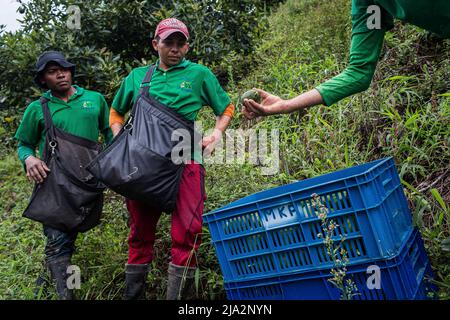 Salgar, Colombie. 16th avril 2018. Un superviseur montre un avocat qui était trop vert pour ramasser pendant la récolte à la ferme 'la Regada' à Salgar. La production d'avocats dans la région d'Antioquia en Colombie a connu une expansion rapide depuis le début de la culture de ce fruit en 2014. À partir de 1 500 tonnes la première année, ils ont exporté plus de 500 000 tonnes en 2020, devenant ainsi le plus grand producteur de ce fruit en 4th. (Photo par Eduardo Leal/SOPA Images/Sipa USA) crédit: SIPA USA/Alay Live News Banque D'Images