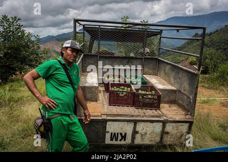 Salgar, Colombie. 16th avril 2018. Un travailleur repose contre un camion avec des boîtes d'avocat pendant la récolte à la ferme de 'la Regada' à Salgar. La production d'avocats dans la région d'Antioquia en Colombie a connu une expansion rapide depuis le début de la culture de ce fruit en 2014. À partir de 1 500 tonnes la première année, ils ont exporté plus de 500 000 tonnes en 2020, devenant ainsi le plus grand producteur de ce fruit en 4th. (Photo par Eduardo Leal/SOPA Images/Sipa USA) crédit: SIPA USA/Alay Live News Banque D'Images