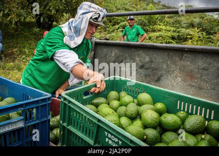 Salgar, Colombie. 16th avril 2018. Un travailleur charge un camion avec des caisses d'avocat pendant la récolte à la ferme 'la Regada' de Salgar. La production d'avocats dans la région d'Antioquia en Colombie a connu une expansion rapide depuis le début de la culture de ce fruit en 2014. À partir de 1 500 tonnes la première année, ils ont exporté plus de 500 000 tonnes en 2020, devenant ainsi le plus grand producteur de ce fruit en 4th. (Photo par Eduardo Leal/SOPA Images/Sipa USA) crédit: SIPA USA/Alay Live News Banque D'Images