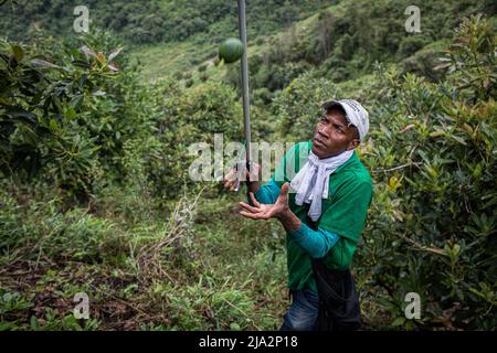 Salgar, Antioquia, Colombie. 16th avril 2018. Un ouvrier cueille un avocat d'un arbre sur les 80 hectares de plantation d'avocats 'la Regada' à Salgar. La production d'avocats dans la région d'Antioquia en Colombie a connu une expansion rapide depuis le début de la culture de ce fruit en 2014. À partir de 1 500 tonnes la première année, ils ont exporté plus de 500 000 tonnes en 2020, devenant ainsi le plus grand producteur de ce fruit en 4th. (Image de crédit : © Eduardo Leal/SOPA Images via ZUMA Press Wire) Banque D'Images