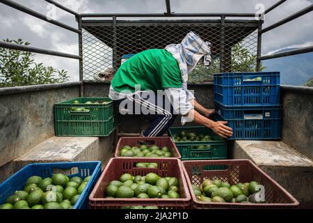 Salgar, Colombie. 16th avril 2018. Un travailleur charge un camion avec des caisses d'avocat pendant la récolte à la ferme 'la Regada' de Salgar. La production d'avocats dans la région d'Antioquia en Colombie a connu une expansion rapide depuis le début de la culture de ce fruit en 2014. À partir de 1 500 tonnes la première année, ils ont exporté plus de 500 000 tonnes en 2020, devenant ainsi le plus grand producteur de ce fruit en 4th. (Photo par Eduardo Leal/SOPA Images/Sipa USA) crédit: SIPA USA/Alay Live News Banque D'Images