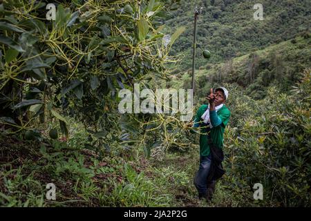 Salgar, Antioquia, Colombie. 16th avril 2018. Un travailleur saisit un avocat d'un arbre sur les 80 hectares de plantation d'avocats 'la Regada' à Salgar. La production d'avocats dans la région d'Antioquia en Colombie a connu une expansion rapide depuis le début de la culture de ce fruit en 2014. À partir de 1 500 tonnes la première année, ils ont exporté plus de 500 000 tonnes en 2020, devenant ainsi le plus grand producteur de ce fruit en 4th. (Image de crédit : © Eduardo Leal/SOPA Images via ZUMA Press Wire) Banque D'Images