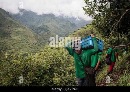 Salgar, Antioquia, Colombie. 16th avril 2018. Un ouvrier porte une boîte pleine d'avocats pendant la récolte à la ferme 'la Regada' à Salgar. La production d'avocats dans la région d'Antioquia en Colombie a connu une expansion rapide depuis le début de la culture de ce fruit en 2014. À partir de 1 500 tonnes la première année, ils ont exporté plus de 500 000 tonnes en 2020, devenant ainsi le plus grand producteur de ce fruit en 4th. (Image de crédit : © Eduardo Leal/SOPA Images via ZUMA Press Wire) Banque D'Images