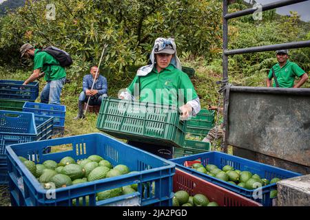 16 avril 2018, Salgar, Antioquia, Colombie: Un ouvrier charge un camion avec des boîtes d'avocats pendant la récolte à la ferme 'la Regada' à Salgar. La production d'avocats dans la région d'Antioquia en Colombie a connu une expansion rapide depuis le début de la culture de ce fruit en 2014. À partir de 1 500 tonnes la première année, ils ont exporté plus de 500 000 tonnes en 2020, devenant ainsi le plus grand producteur de ce fruit en 4th. (Image de crédit : © Eduardo Leal/SOPA Images via ZUMA Press Wire) Banque D'Images