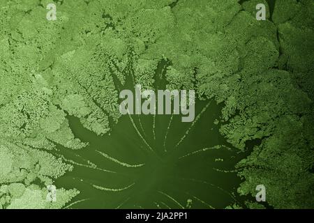 Arrière-plan créatif ebru avec peinture abstraite. Texture marbrurée motifs floraux Banque D'Images