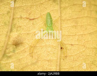 l'araignée de crabe vert répand ses pattes sur les feuilles Banque D'Images