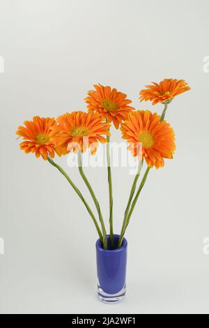 Gerbera orange fleurs dans vase bleu isolé sur fond blanc. Banque D'Images