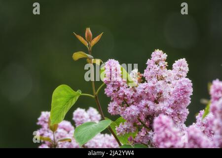 Le lilas rose s'épanouit sur un fond vert flou. Banque D'Images