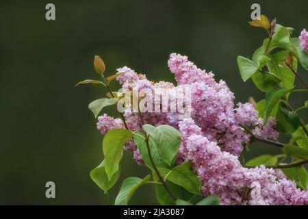 Des pulvérisations roses pâle de fleurs lilas en fleur du coin inférieur droit de l'image sur un fond vert flou. Banque D'Images