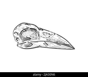 Crâne de Corbeau isolé. Squelette de la tête Raven. Illustration vectorielle Illustration de Vecteur
