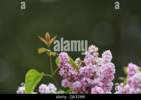 Fleurs de lilas rose pâle au soleil de printemps sur un fond vert flou/ Banque D'Images