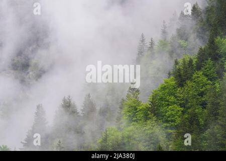 Forêt dans les nuages après la pluie, Lauterbrunnen, canton de Berne, Suisse Banque D'Images