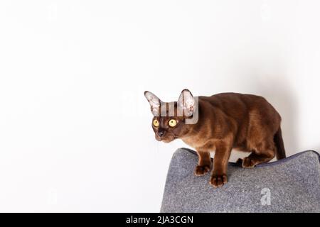 Couleur chocolat chaton birman prêt à sauter. Banque D'Images